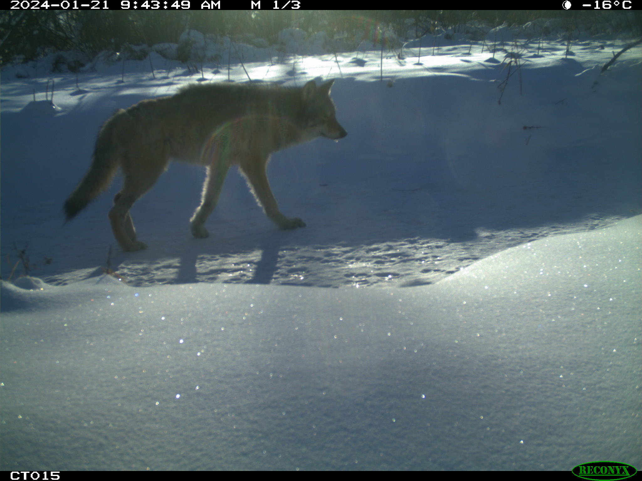 A Wolf walking through snow